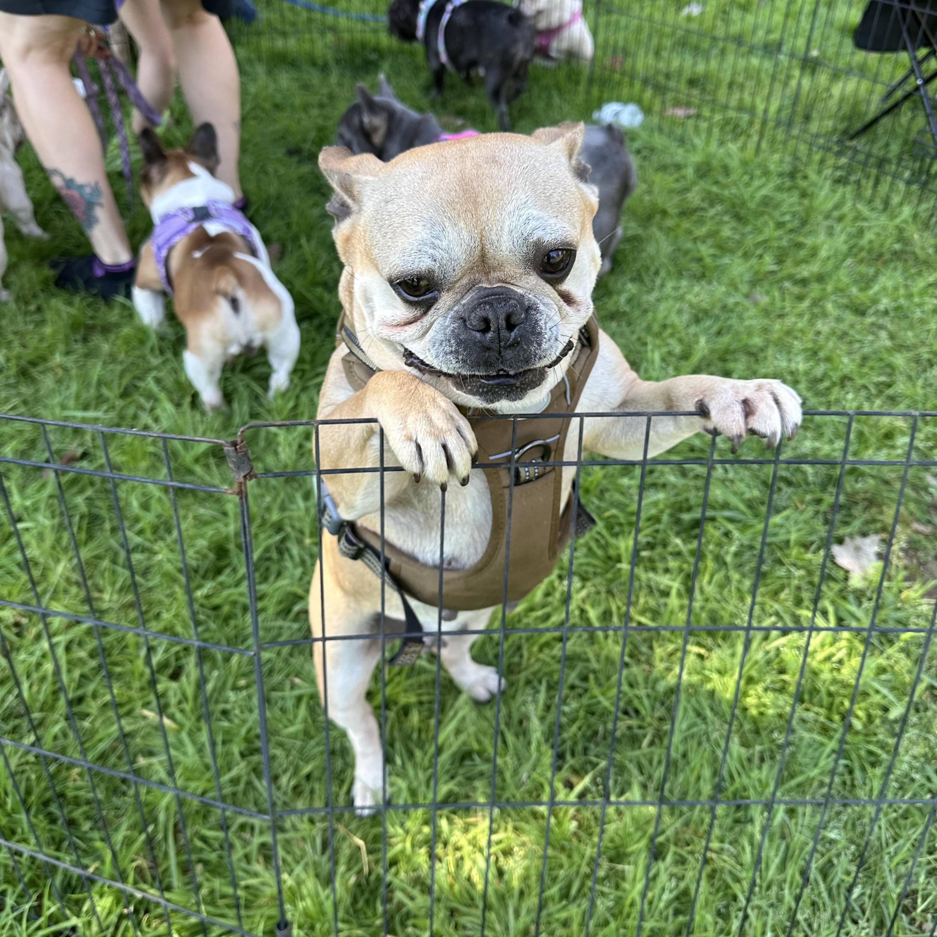 Enlarge Jolee, a ADOPTABLE French Bulldog in modesto, CA image 3/4