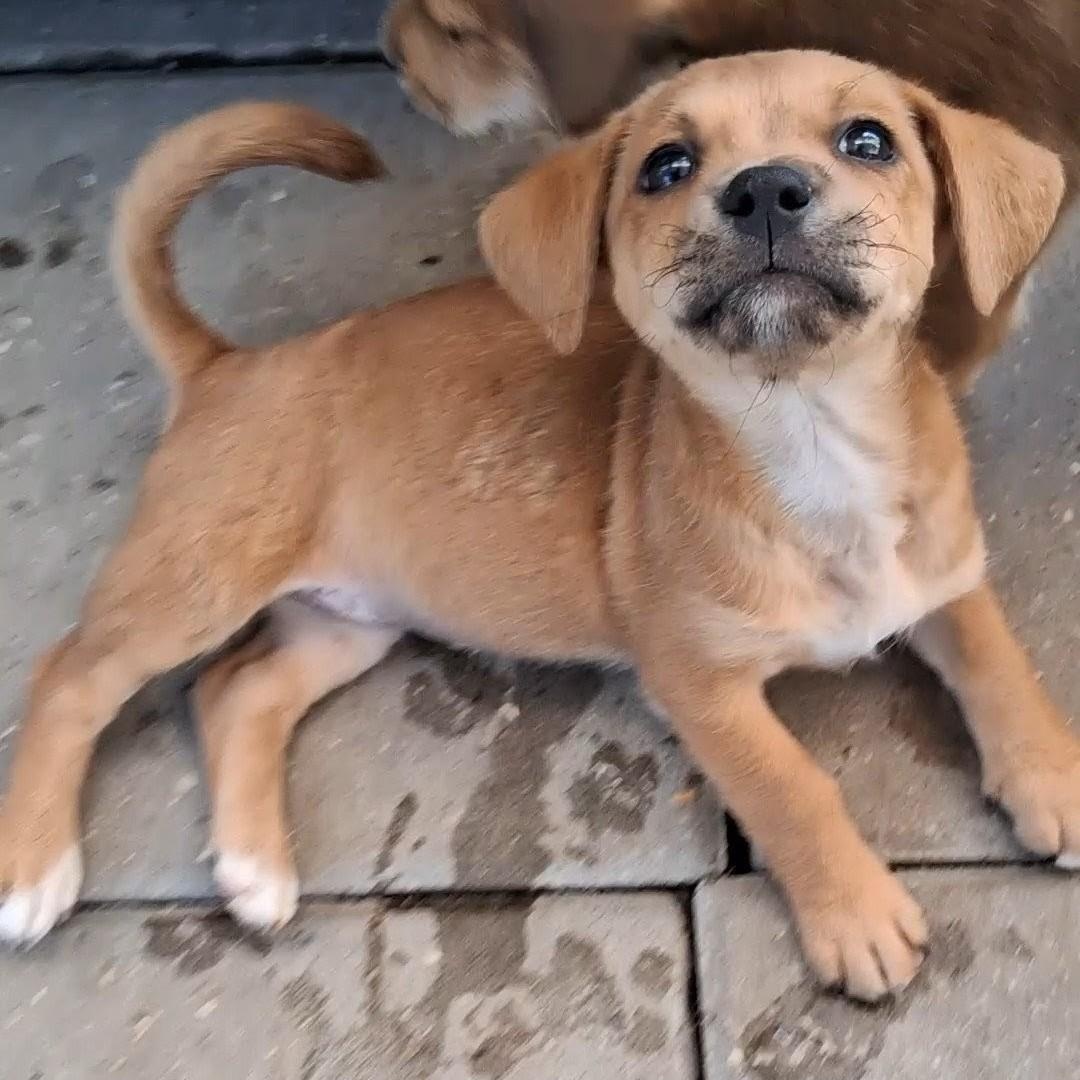 Rebekah, Adoptable, Puppy Female Mixed Breed.