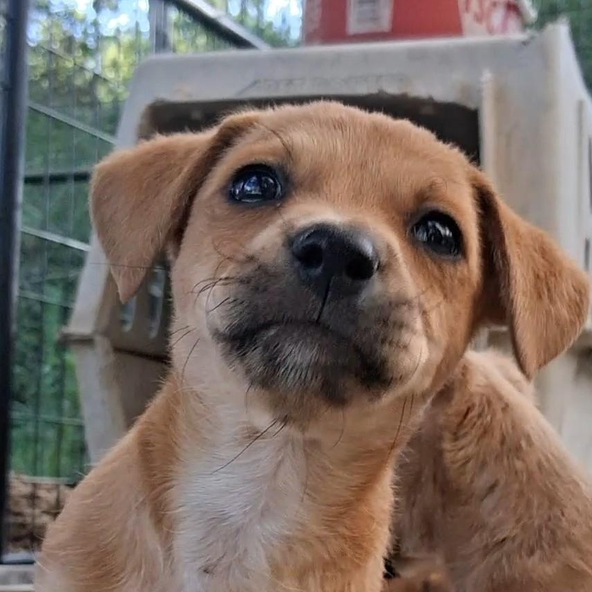 Enlarge Rebekah, a Adoptable Mixed Breed in Carson, MS image 3/3