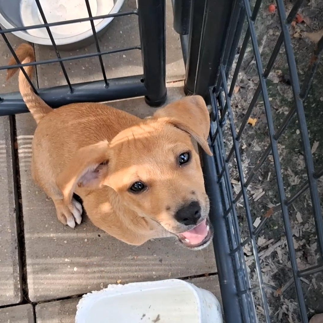 Enlarge Rebekah, a Adoptable Mixed Breed in Carson, MS image 2/3