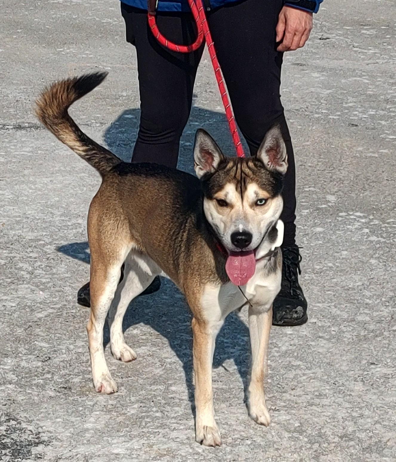 Enlarge Lingo, a ADOPTABLE mixed breed in Newburgh, NY image 2/2