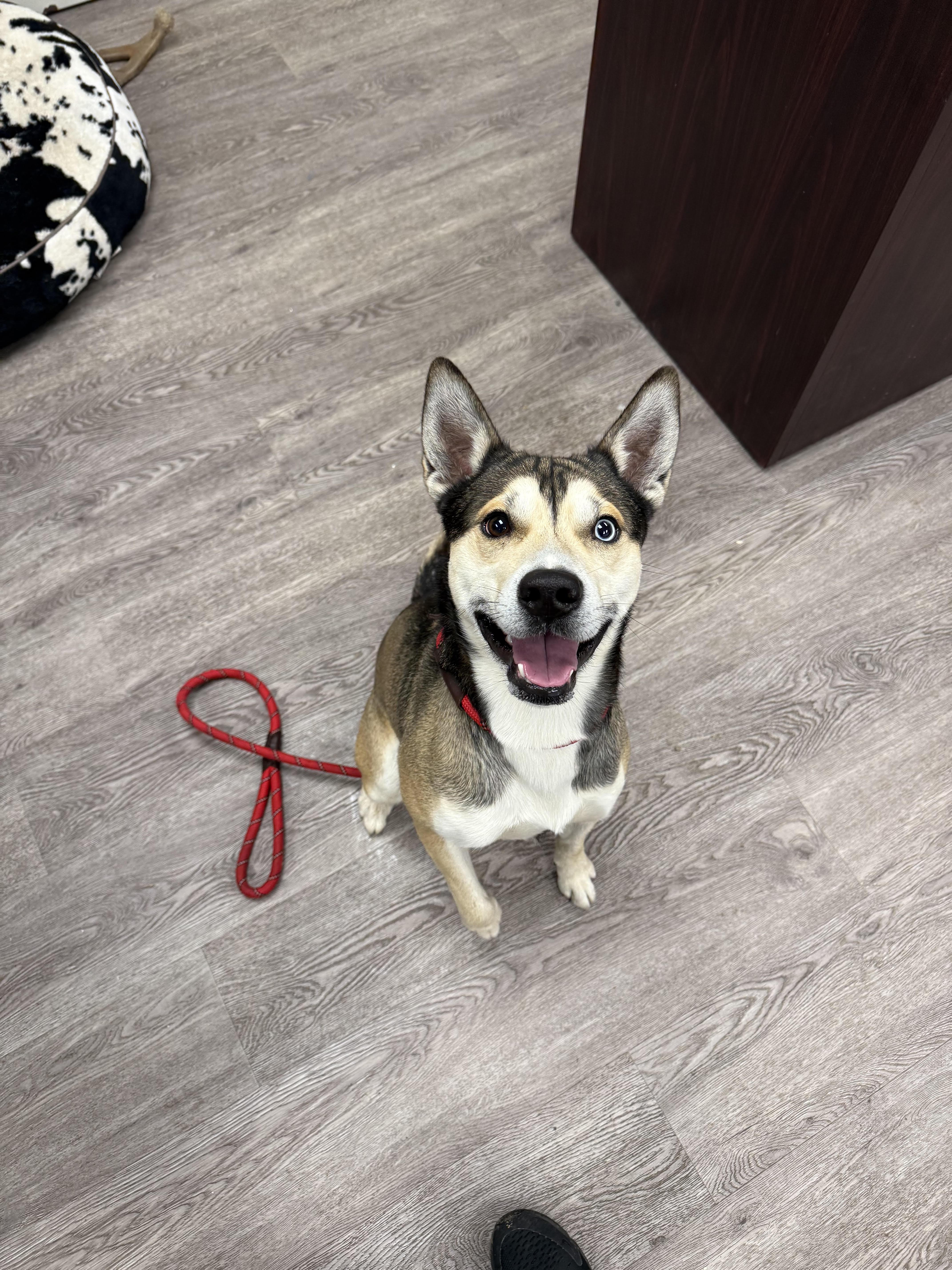 Enlarge Lingo, a ADOPTABLE mixed breed in Newburgh, NY image 1/2