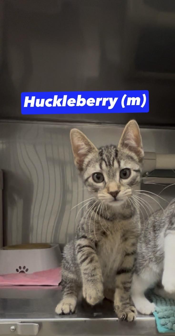 Huckleberry , adopted, Kitten Male Domestic Short Hair & Calico.