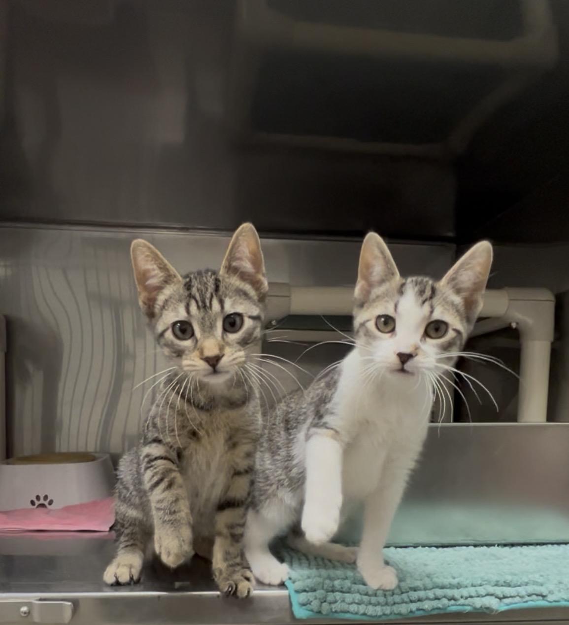 Enlarge Huckleberry , an adopted mixed breed in Montville, NJ image 2/2