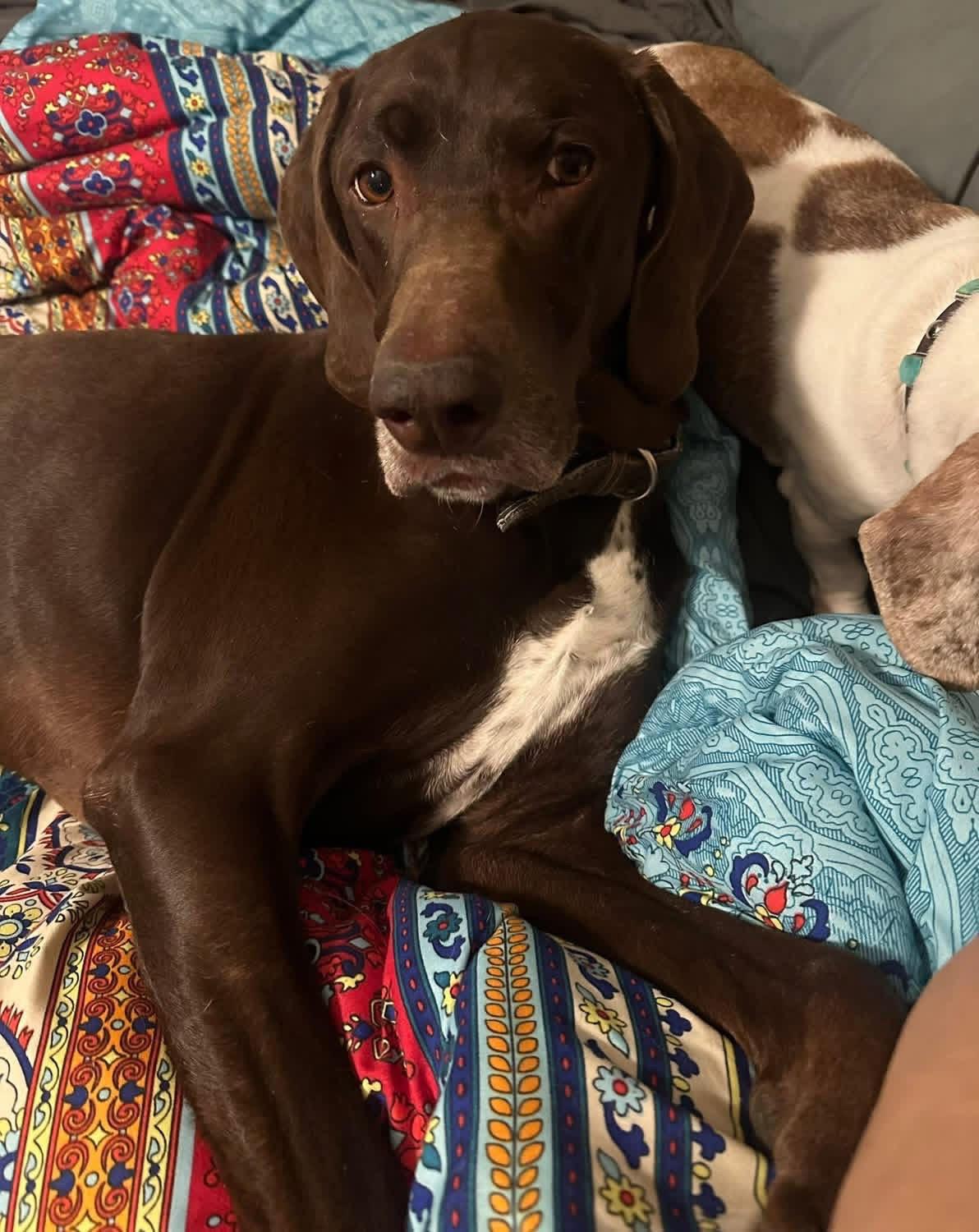 Enlarge CHARLIE-Completely Charming, a Adoptable German Shorthaired Pointer in Hagerstown, MD image 4/6