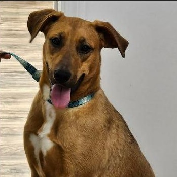 Enlarge Paisley, a ADOPTABLE mixed breed in Springerville, AZ image 1/1