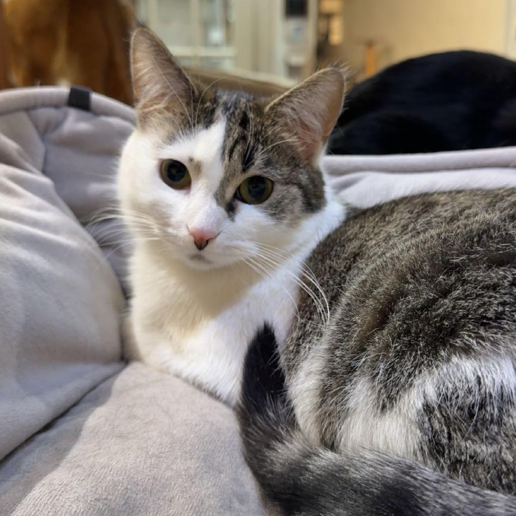 Inca, a Adoptable Domestic Short Hair in North Battleford, SK image 1/3