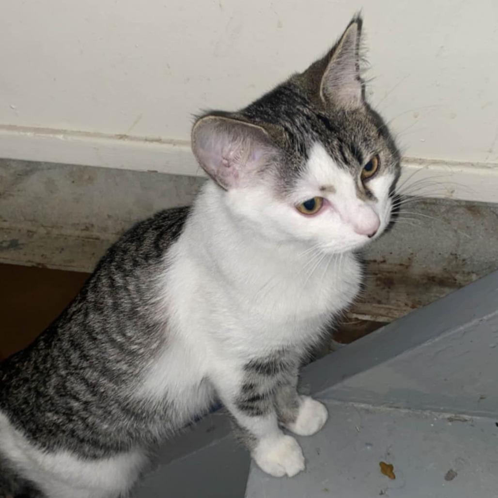 Enlarge Inca, a Adoptable Domestic Short Hair in North Battleford, SK image 1/2