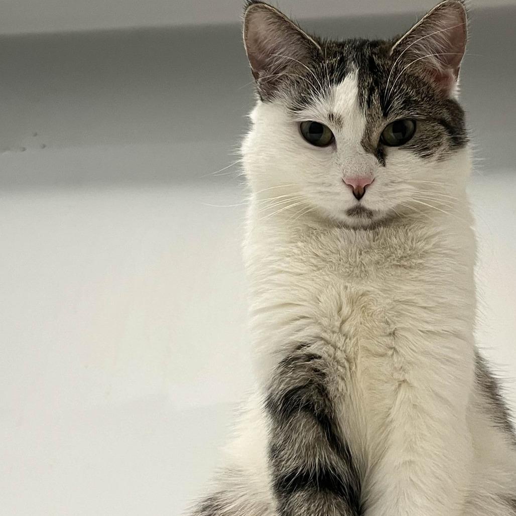 Enlarge Inca, a Adoptable Domestic Short Hair in North Battleford, SK image 2/2