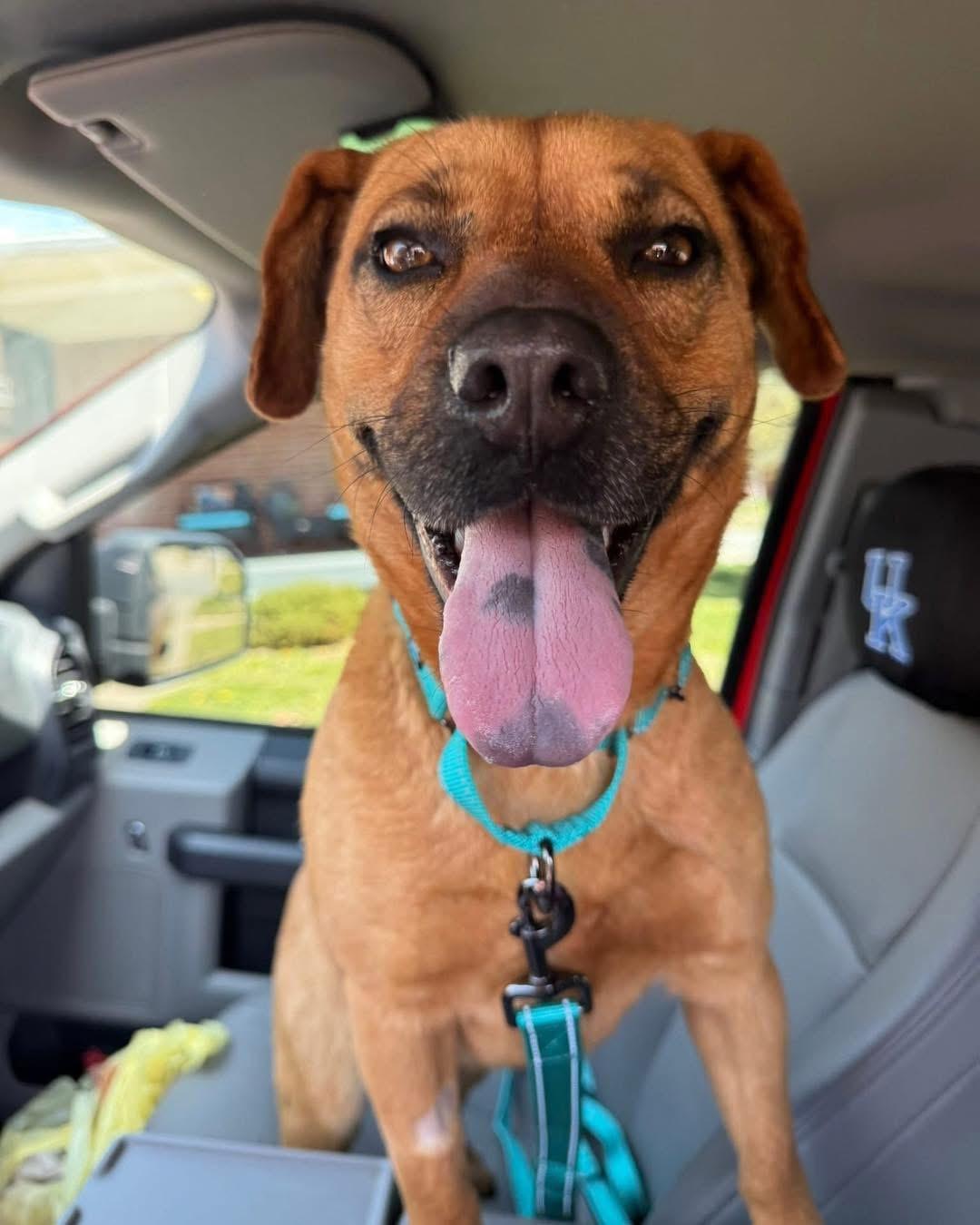 Jessie, an adopted mixed breed in Louisville, KY image 2/6