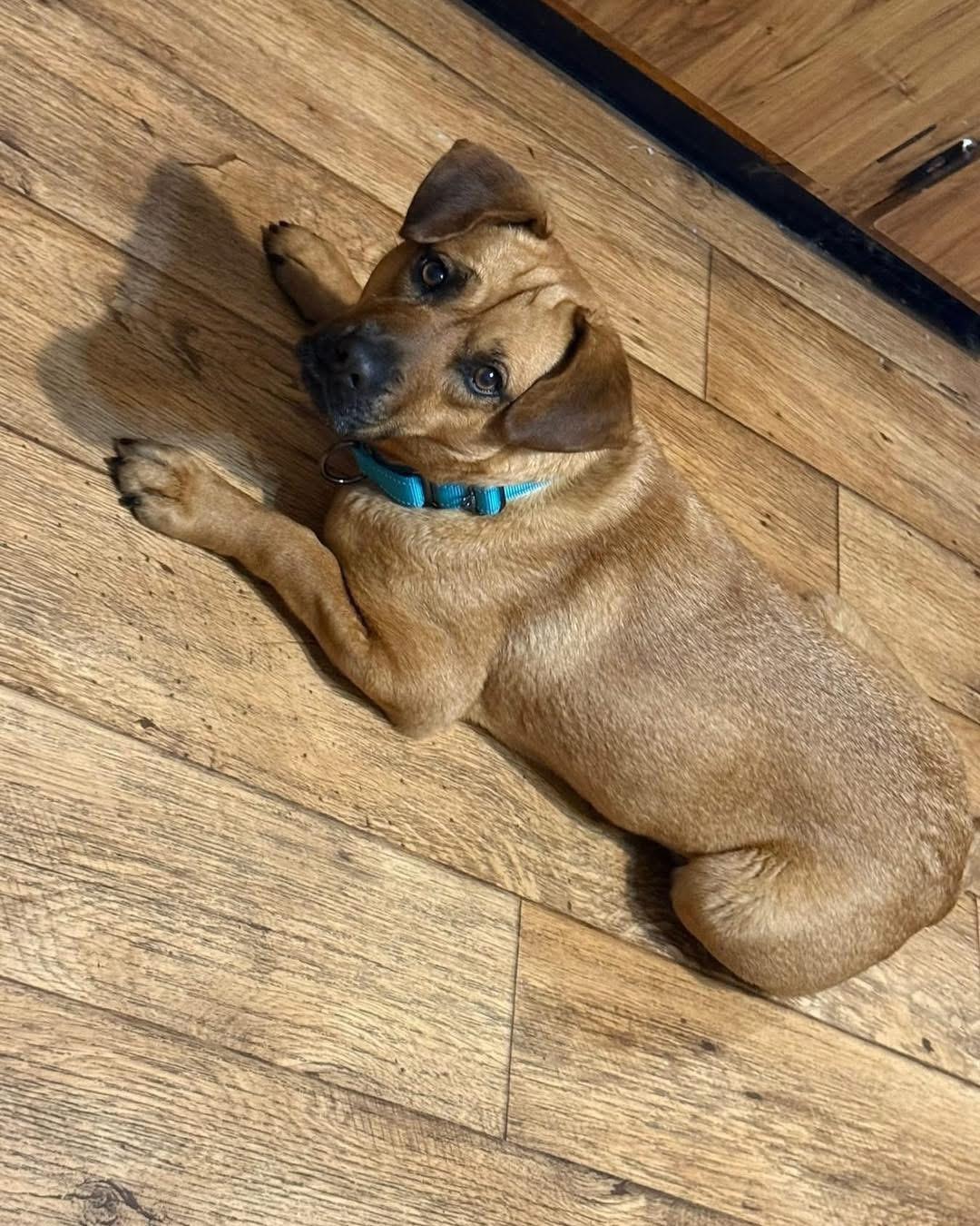 Jessie, an adopted mixed breed in Louisville, KY image 3/6