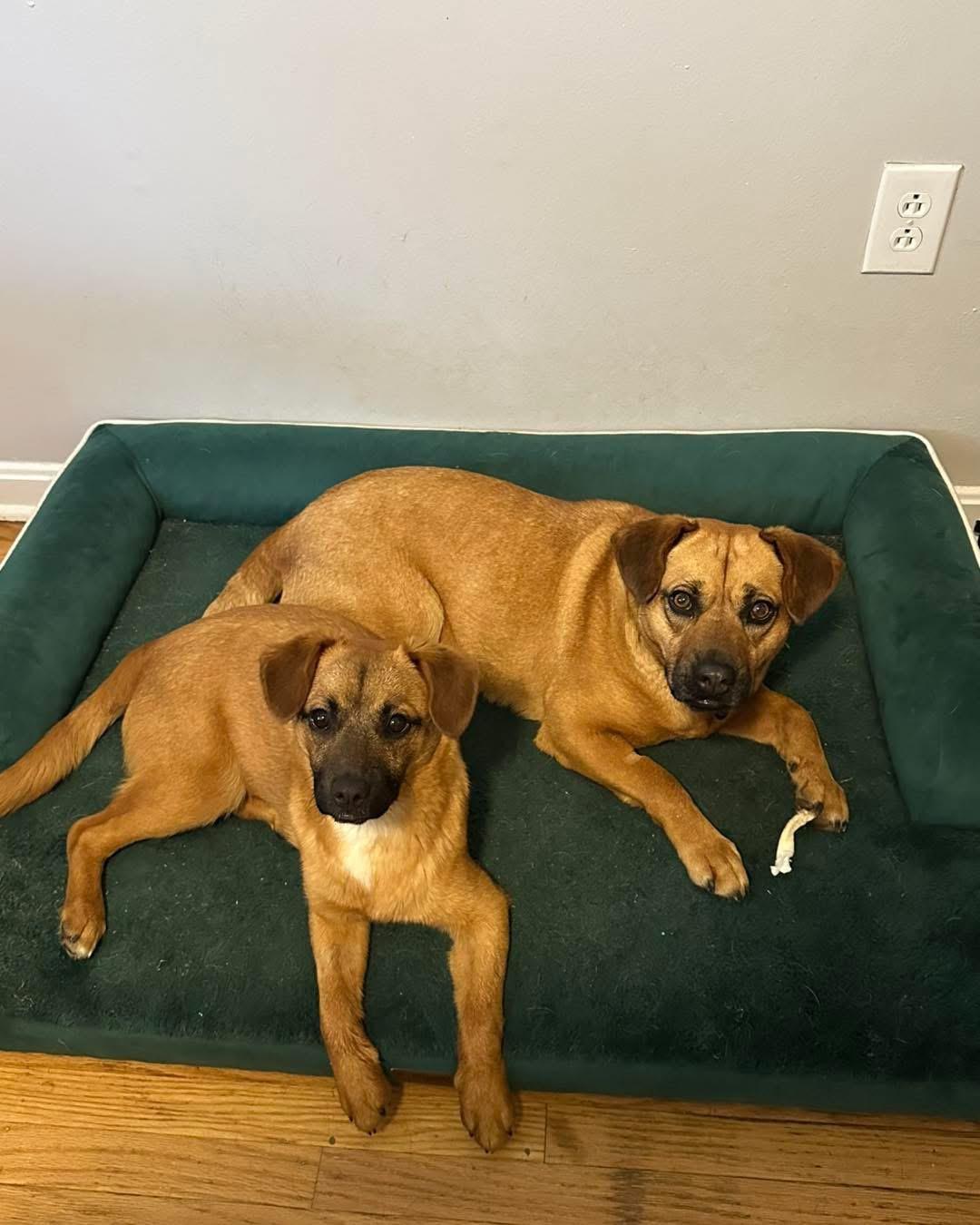 Jessie, an adopted mixed breed in Louisville, KY image 6/6