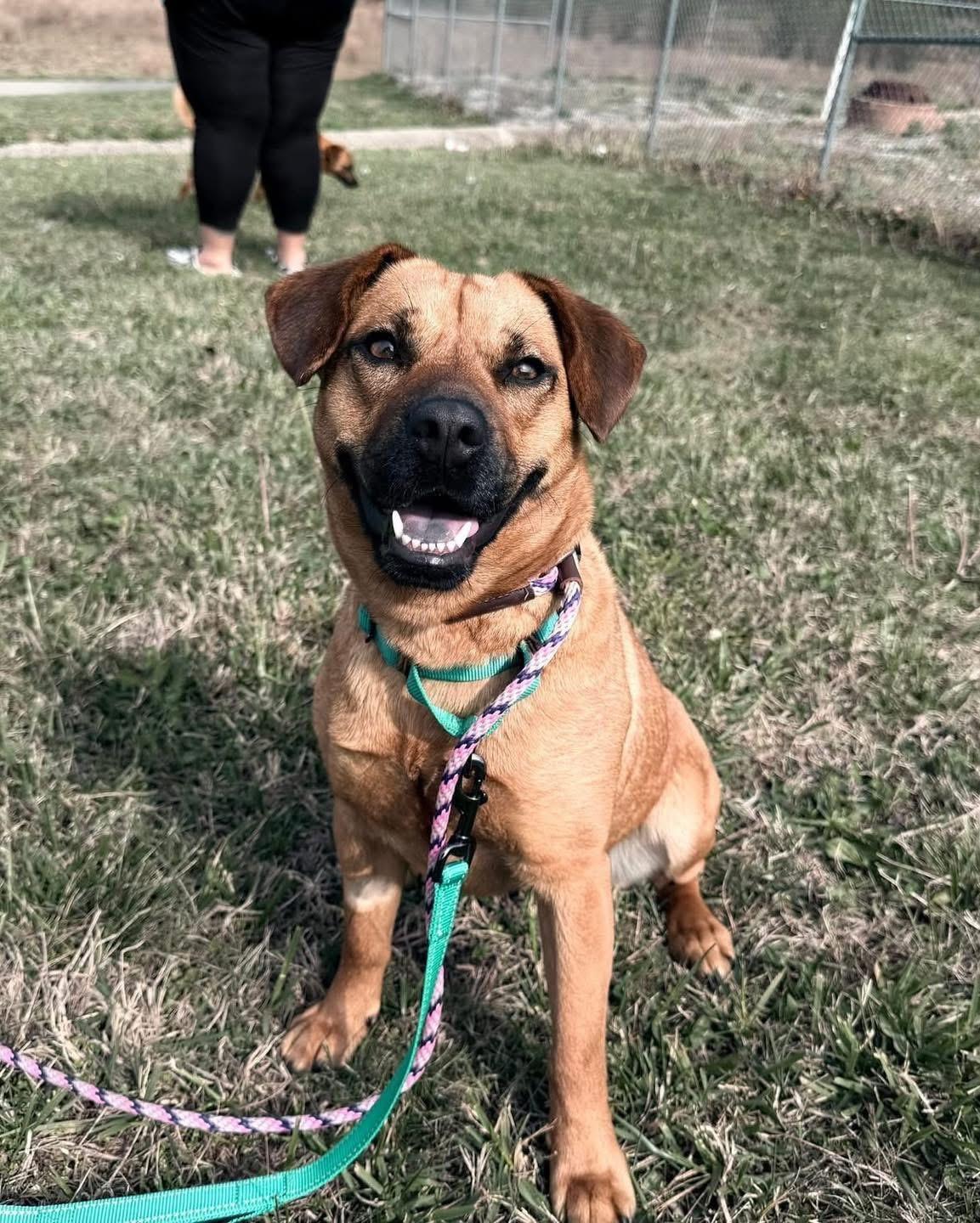 Jessie, adopted, Adult Female Black Mouth Cur.