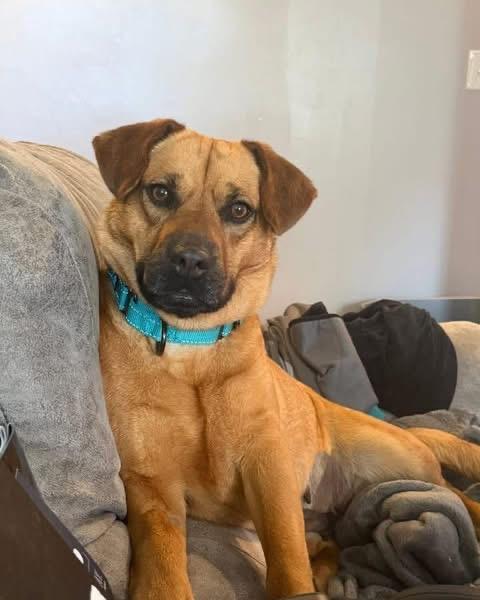 Jessie, an adopted mixed breed in Louisville, KY image 4/6