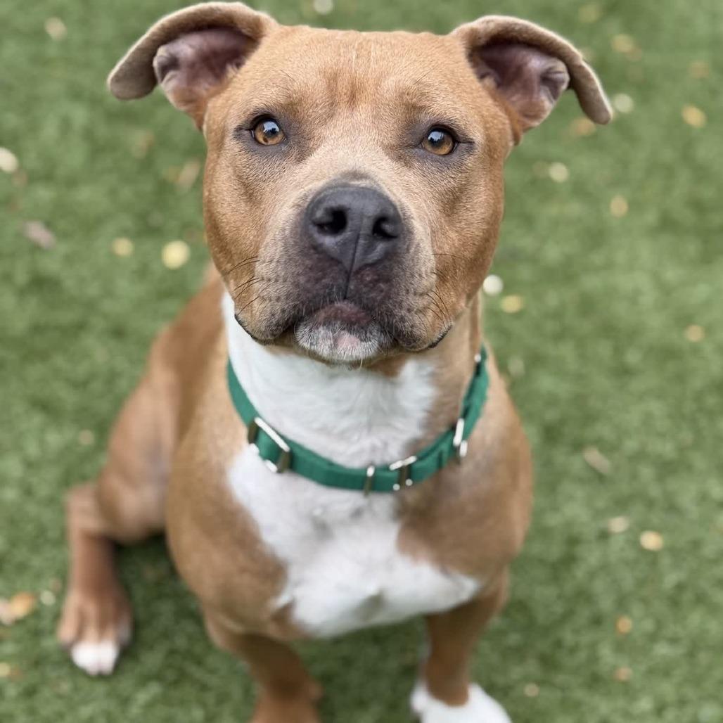 Phoebe, Adoptable, Adult Female American Staffordshire Terrier.