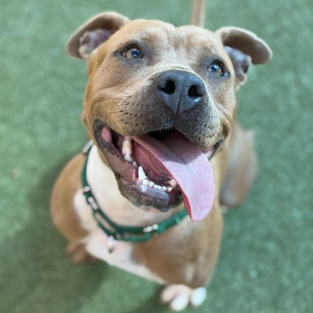 Enlarge Phoebe, a Adoptable American Staffordshire Terrier in Greensboro, NC image 2/6