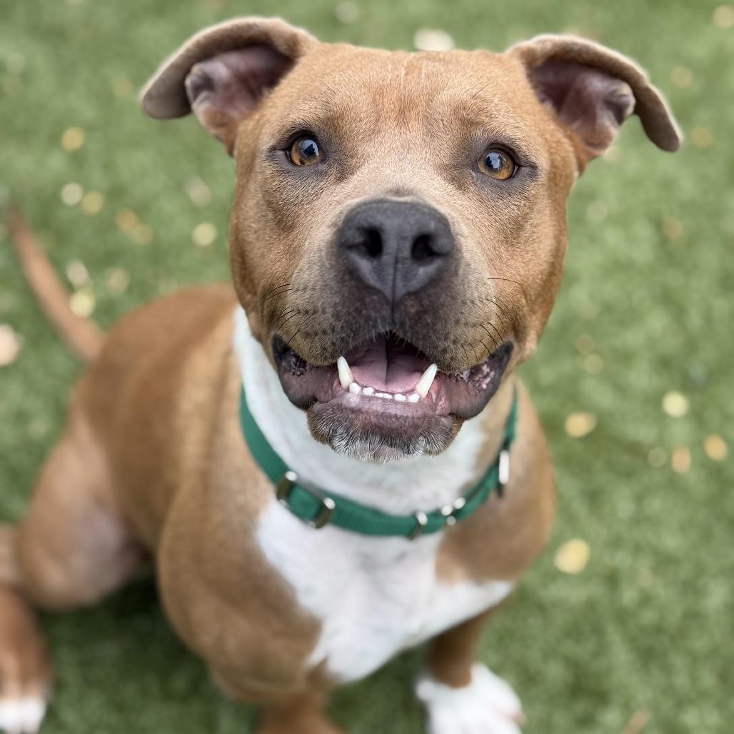 Enlarge Phoebe, a Adoptable American Staffordshire Terrier in Greensboro, NC image 3/6