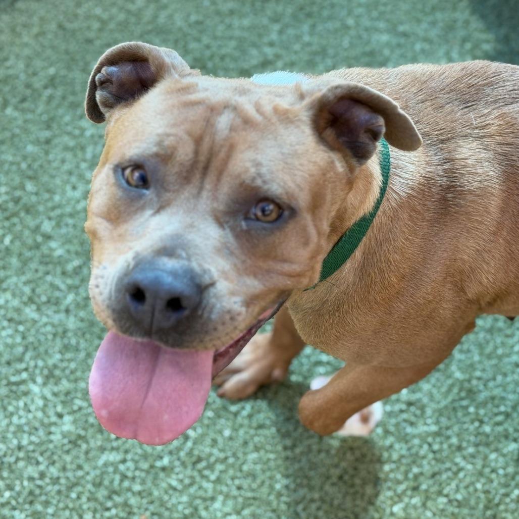 Enlarge Phoebe, a Adoptable American Staffordshire Terrier in Greensboro, NC image 4/6