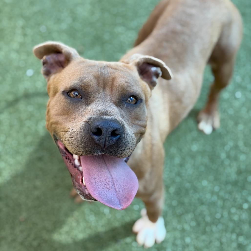 Enlarge Phoebe, a Adoptable American Staffordshire Terrier in Greensboro, NC image 5/6