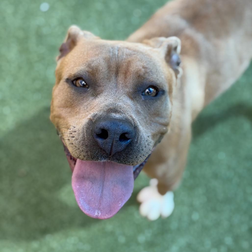 Enlarge Phoebe, a Adoptable American Staffordshire Terrier in Greensboro, NC image 6/6