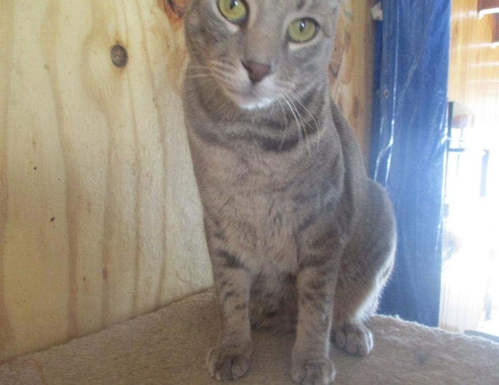 Moonlight, a silver tiger who says "I love you" in every way he knows!, Adoptable, Adult Male Domestic Short Hair.