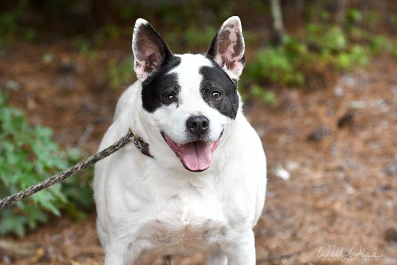Bella, ADOPTABLE, Senior Female Mixed Breed.