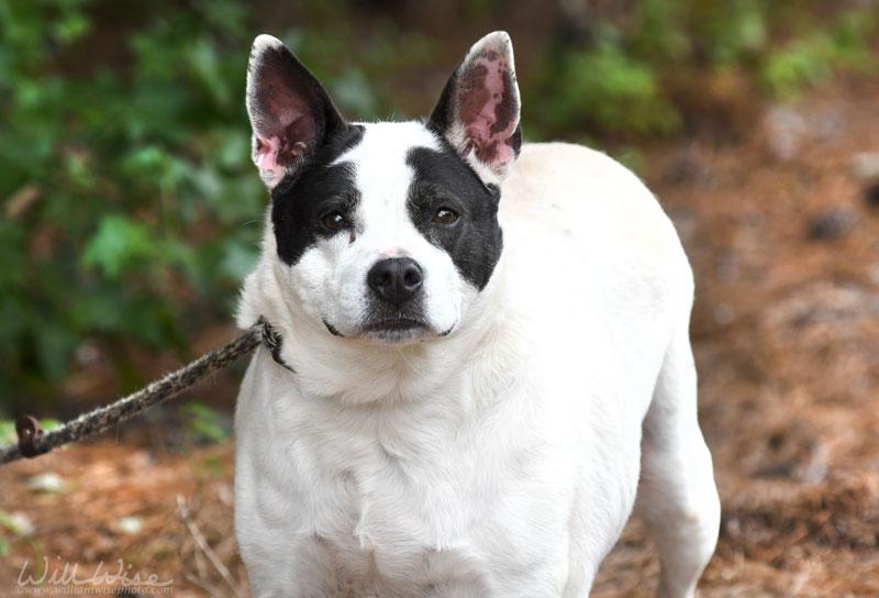 Bella, a ADOPTABLE Mixed Breed in Monroe, GA image 5/6