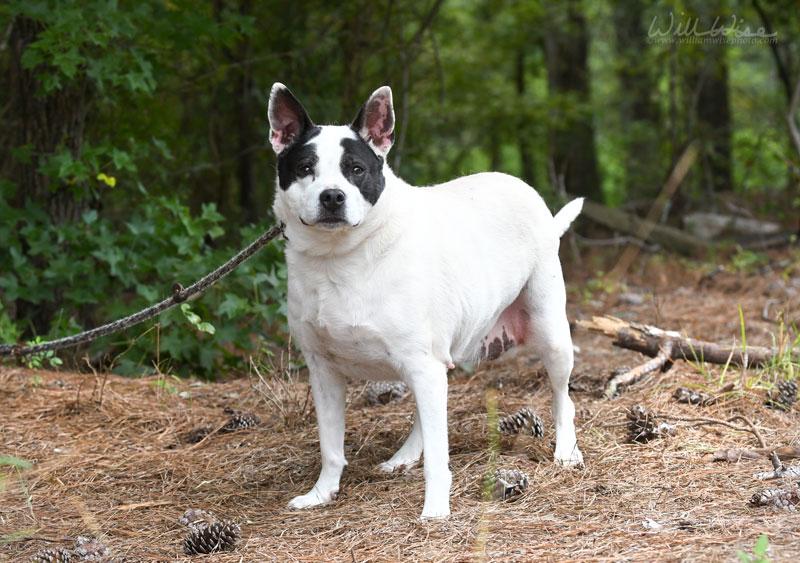 Bella, a ADOPTABLE Mixed Breed in Monroe, GA image 6/6