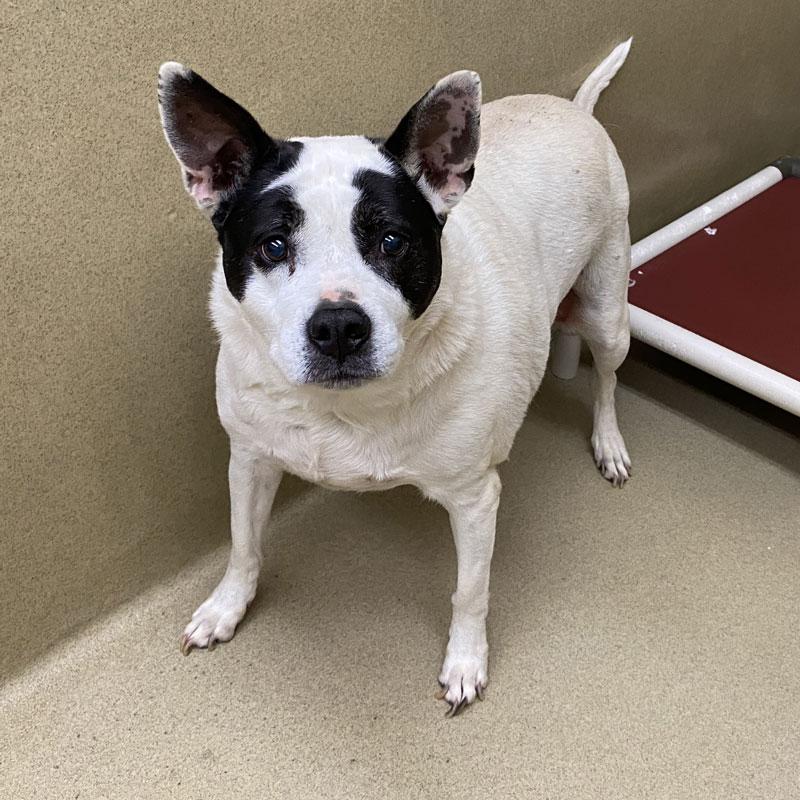 Bella, a ADOPTABLE Mixed Breed in Monroe, GA image 4/6