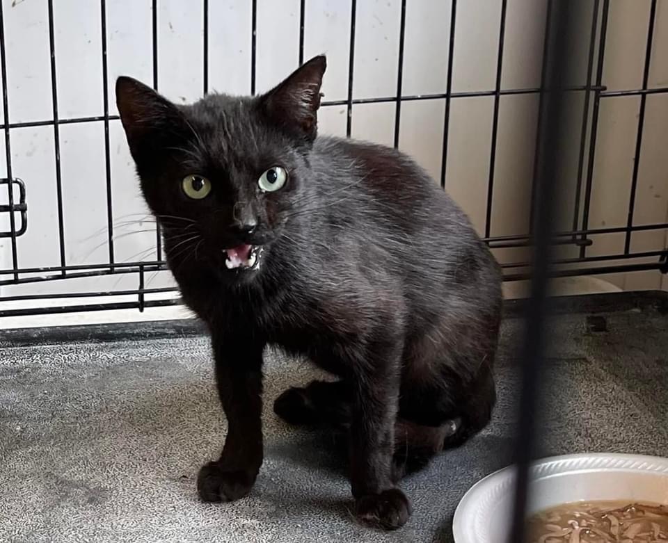 Falco, a Adoptable mixed breed in Kingwood, TX image 6/6