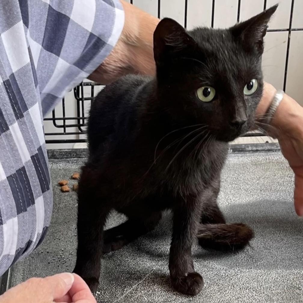 Falco, a Adoptable mixed breed in Kingwood, TX image 5/6