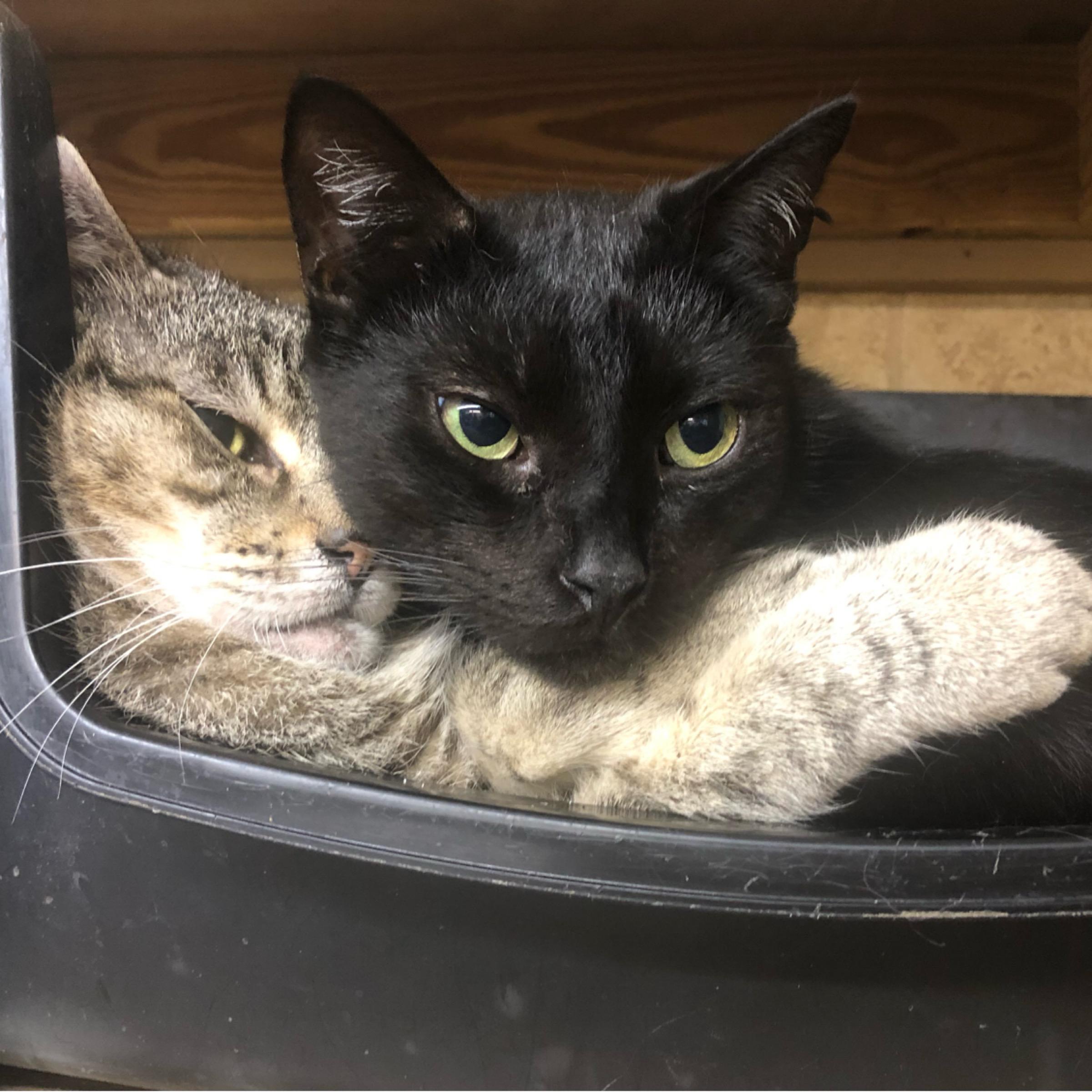 Falco, Adoptable, Adult Male Domestic Short Hair.