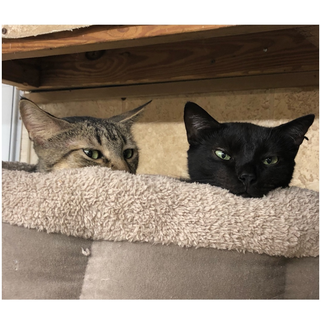 Falco — thumbnail 3