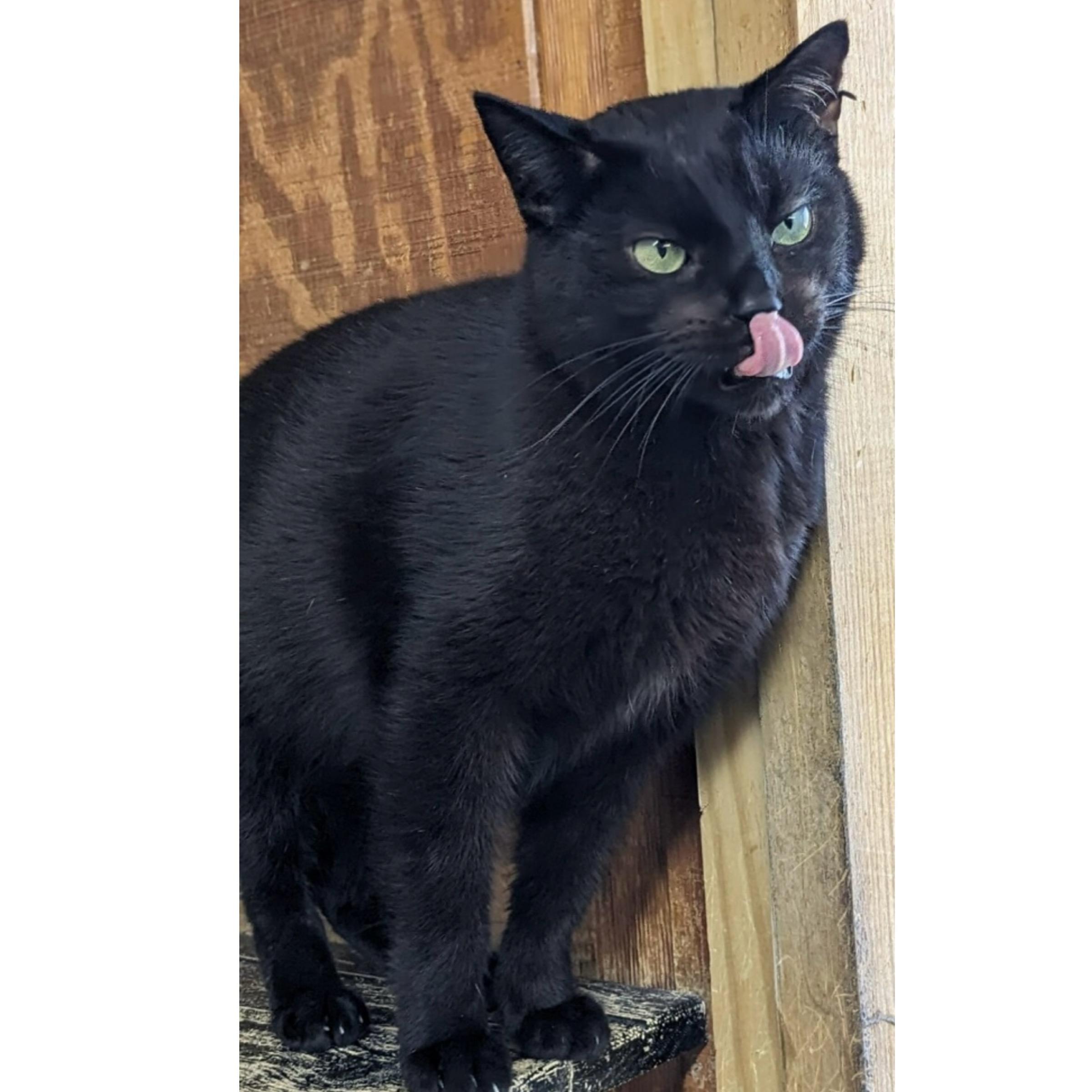 Falco, Adoptable, Adult Male Domestic Short Hair.