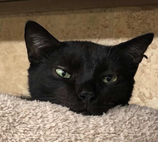 Falco — thumbnail 5