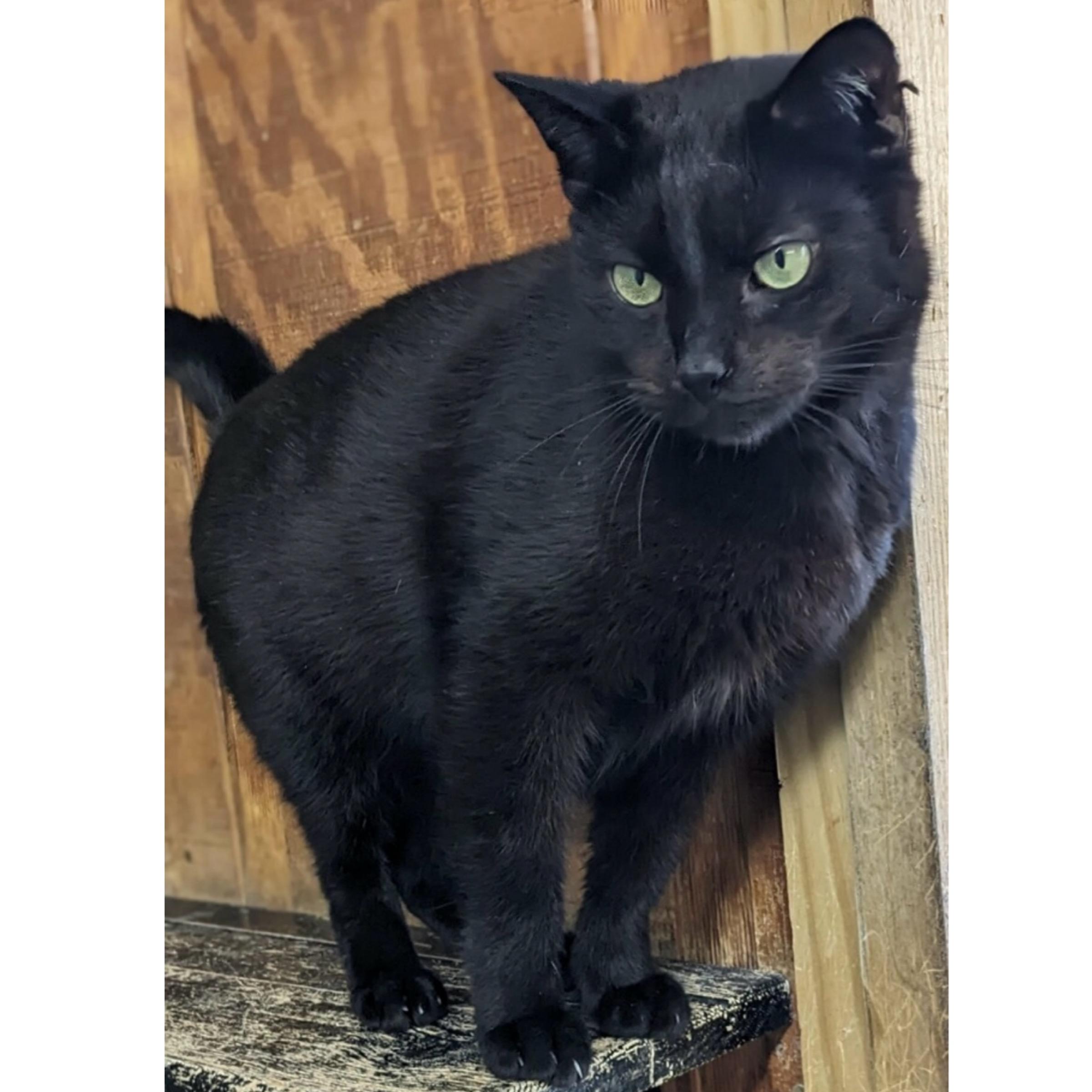 Falco, a Adoptable mixed breed in Kingwood, TX image 2/6