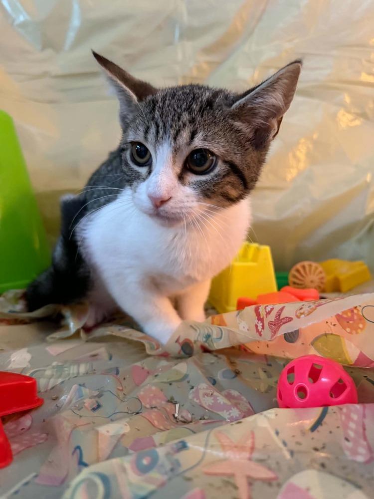 Belle, Adoptable, Kitten Female Tabby.
