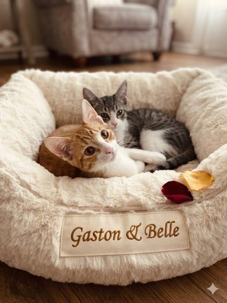 Enlarge Belle, a Adoptable Tabby in Orlando, FL image 2/4