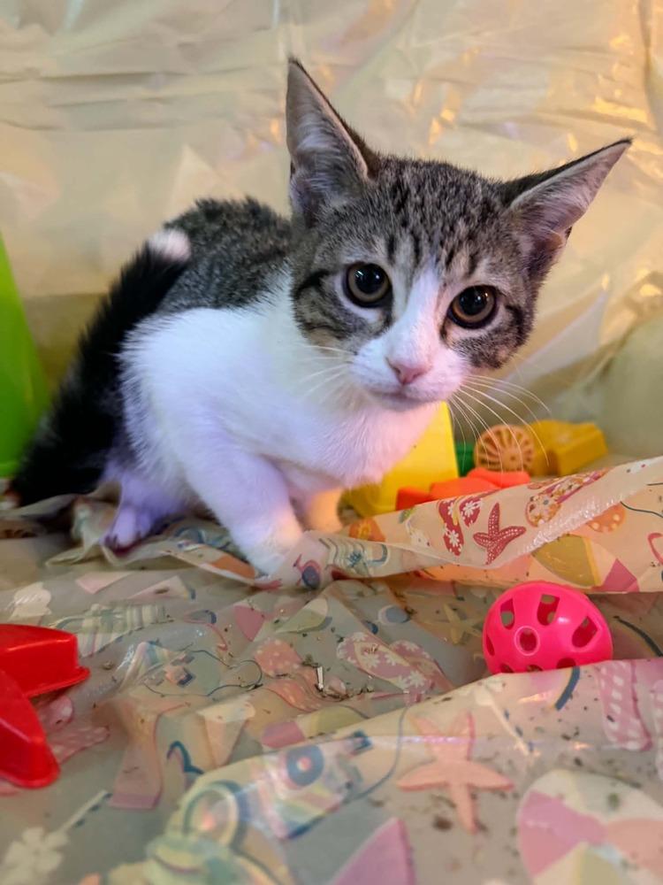 Enlarge Belle, a Adoptable Tabby in Orlando, FL image 3/4