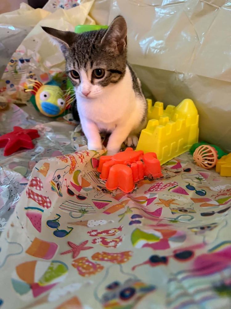 Enlarge Belle, a Adoptable Tabby in Orlando, FL image 4/4