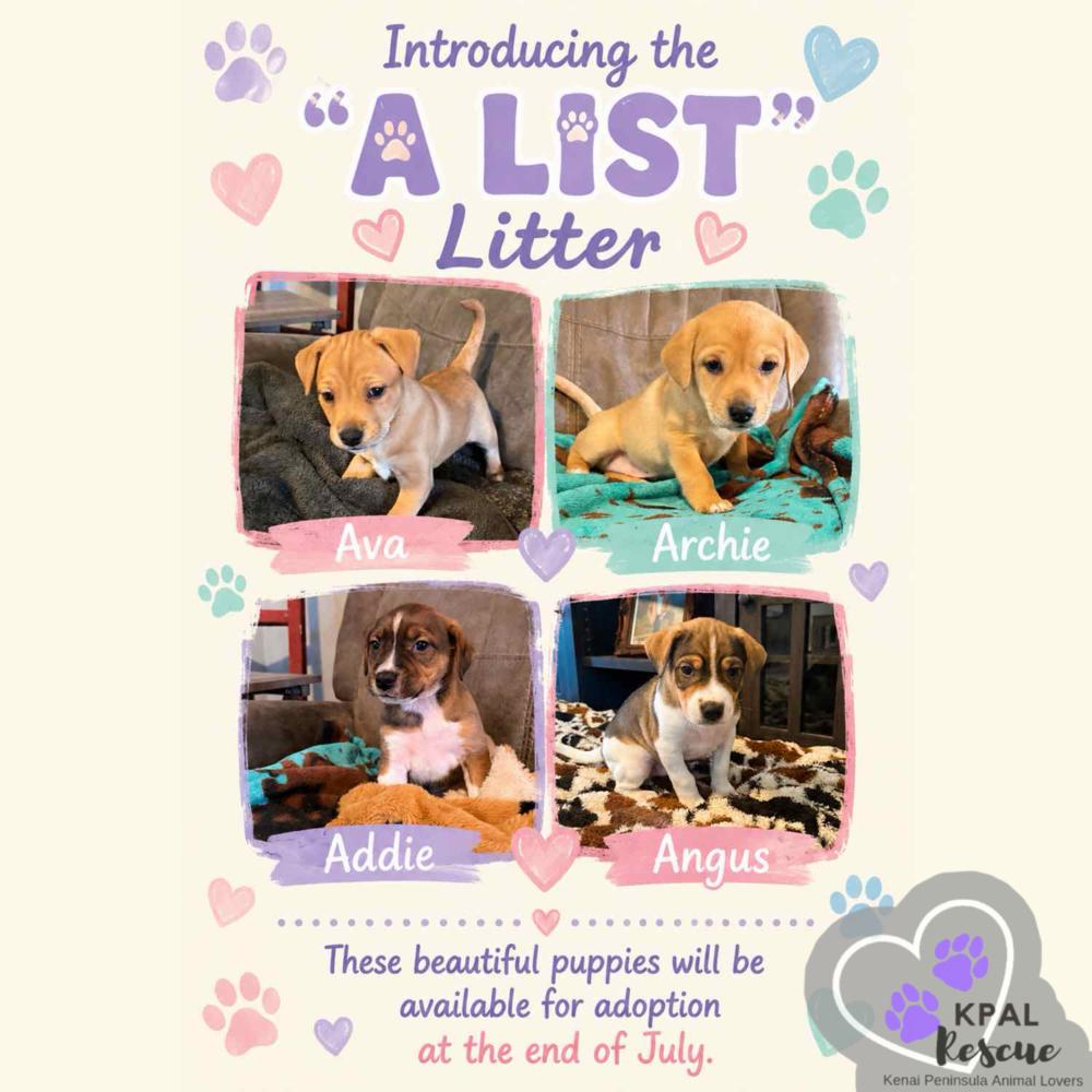 Angus - “A” List, Adoptable, Puppy Male Mixed Breed & Mixed Breed.