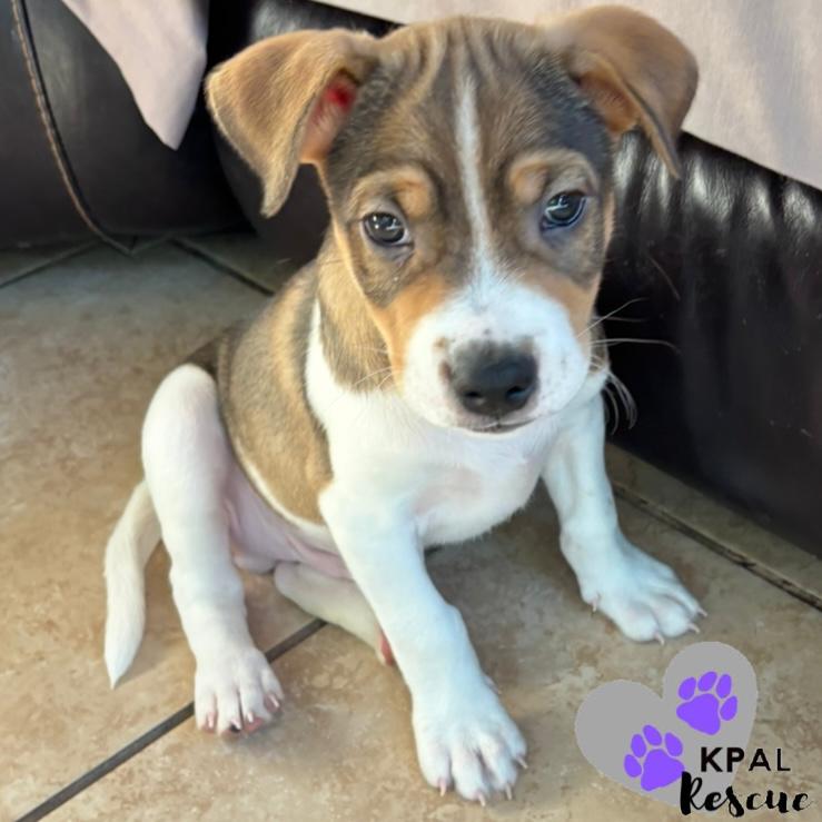 Angus - “A” List, a Adoptable mixed breed in Kenai, AK image 2/3