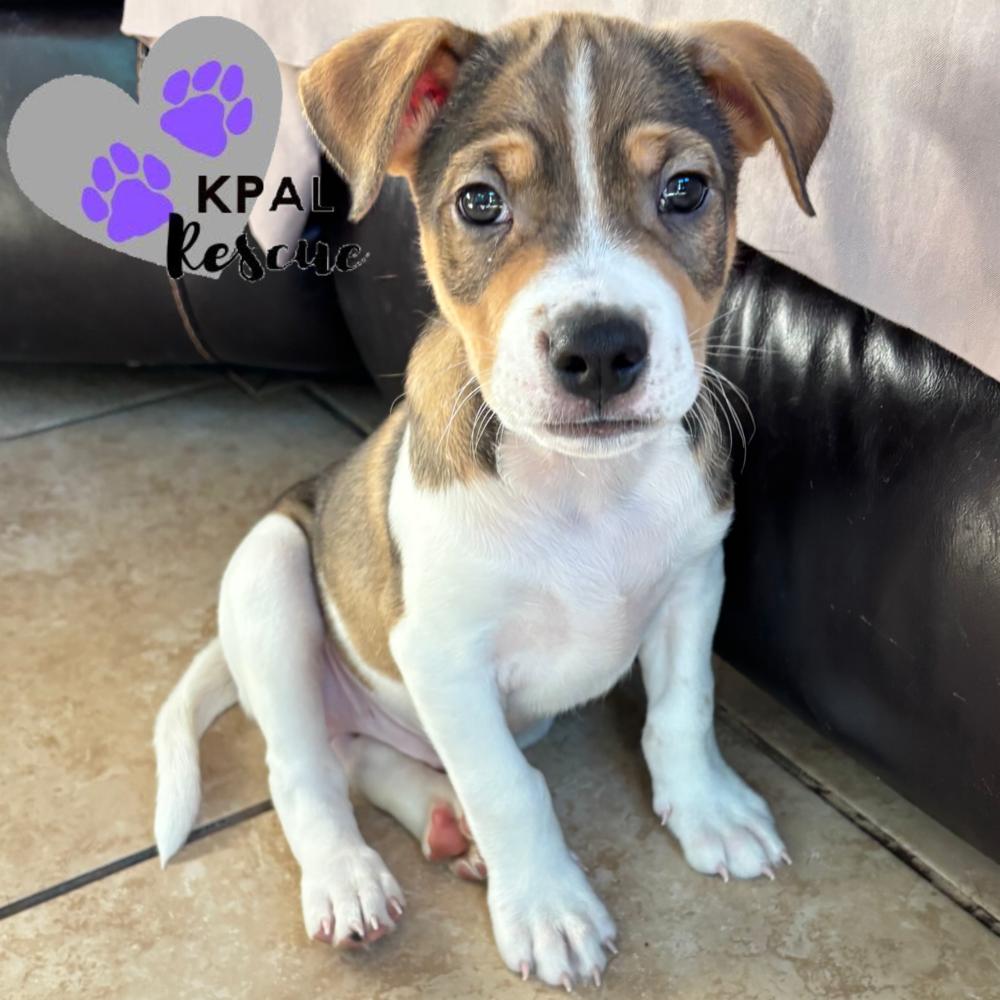 Angus - “A” List, a Adoptable mixed breed in Kenai, AK image 3/3