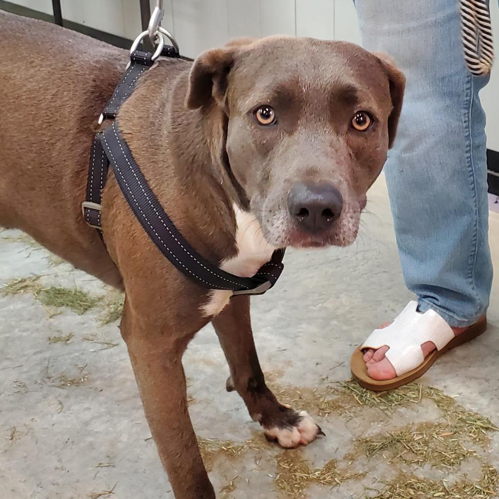 Asta KR, a Adoptable mixed breed in Austin, TX image 1/6