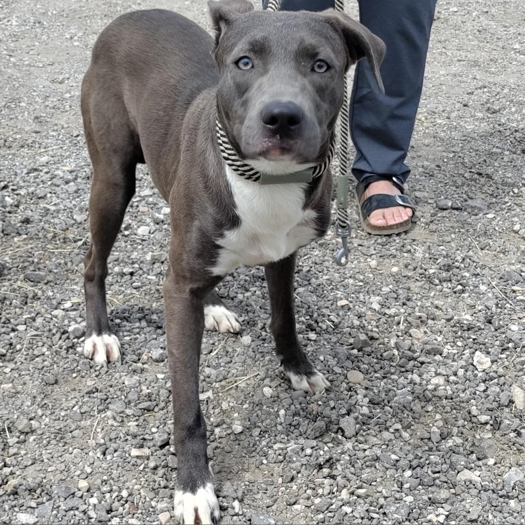 Enlarge Asta KR, a Adoptable mixed breed in Austin, TX image 6/6