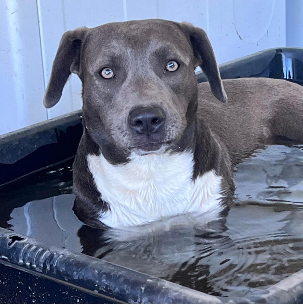 Asta KR, a Adoptable mixed breed in Austin, TX image 2/6