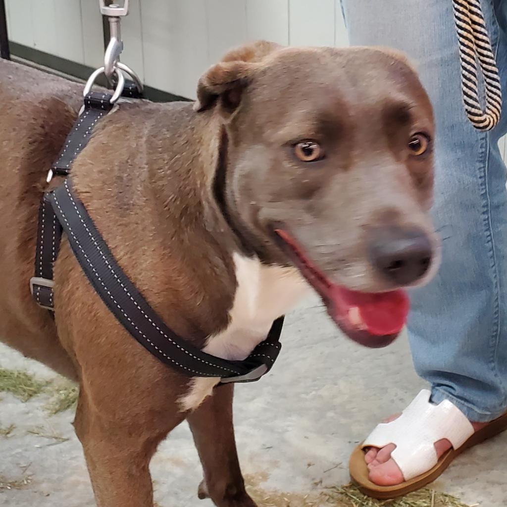 Asta KR, a Adoptable mixed breed in Austin, TX image 3/6