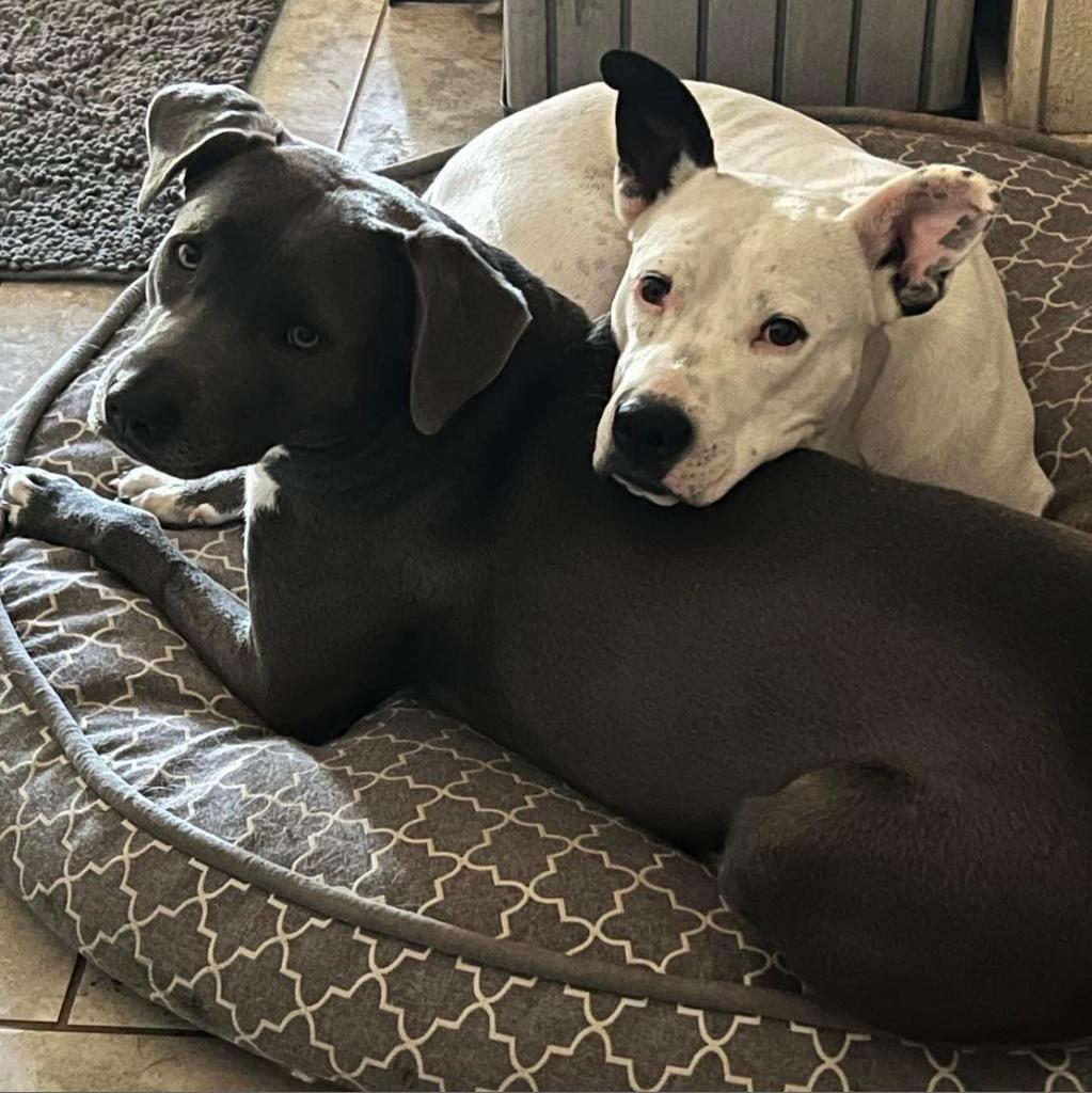 Enlarge Asta KR, a Adoptable mixed breed in Austin, TX image 2/6