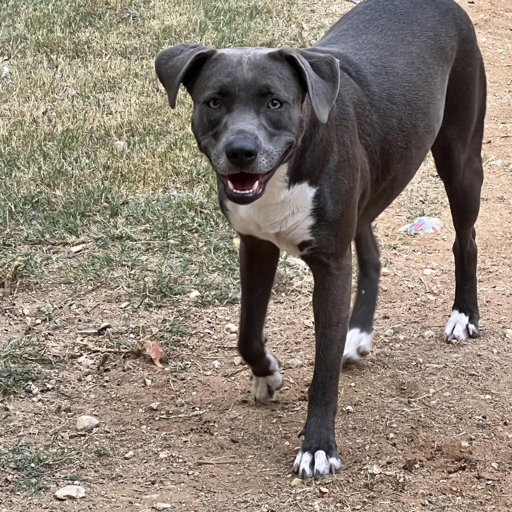 Enlarge Asta KR, a Adoptable mixed breed in Austin, TX image 3/6