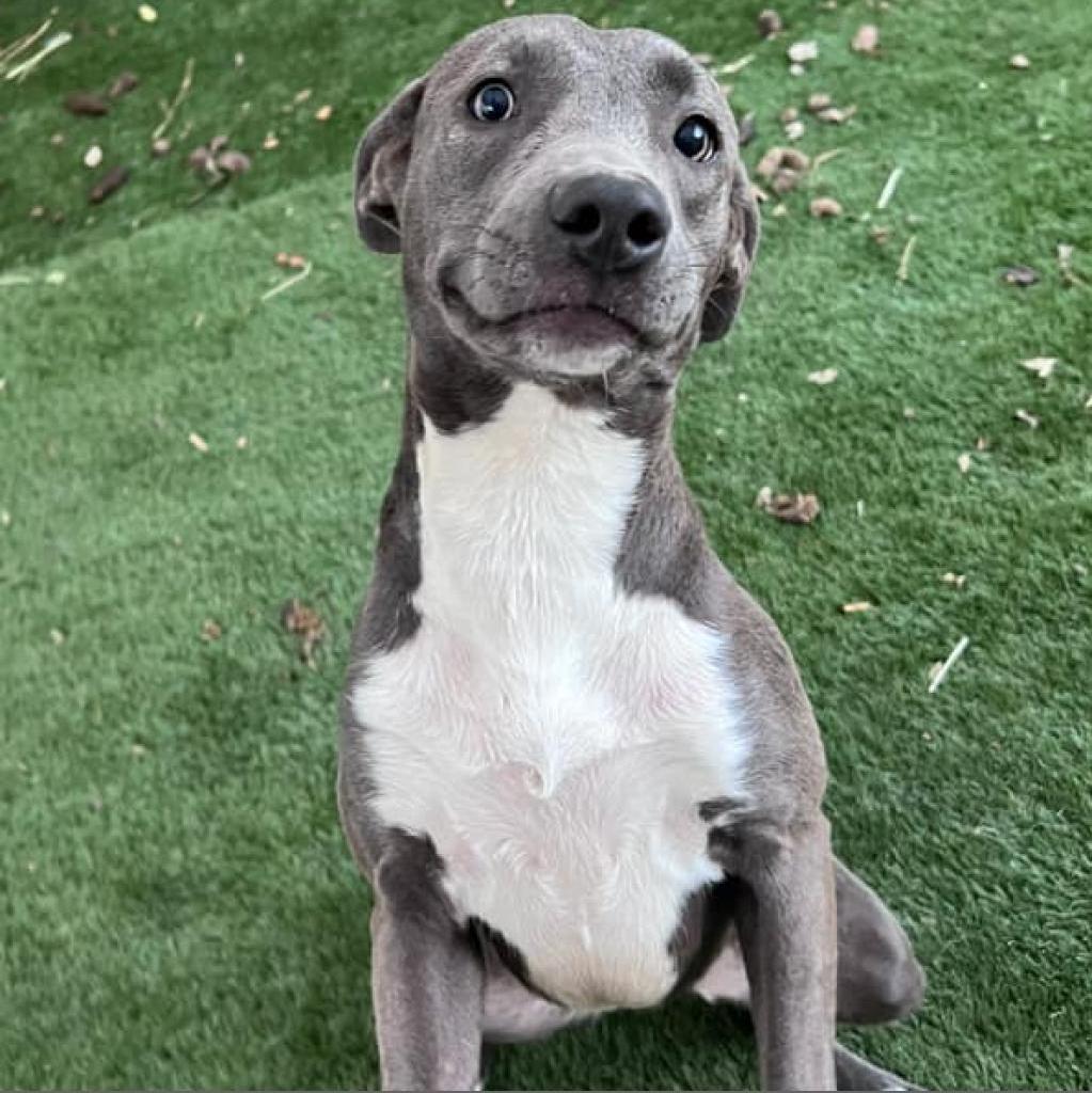 Enlarge Asta KR, a Adoptable mixed breed in Austin, TX image 5/6